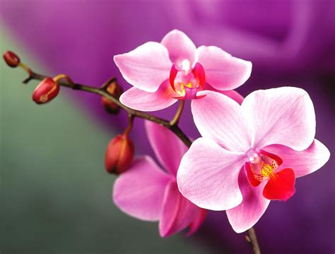 free orchid pics|free downloadable images of orchids.